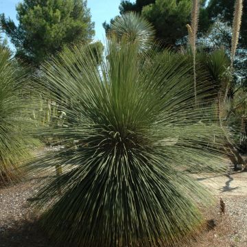 Dasylirion longissimum - Sotol Dasylirion longissimum - Sotol