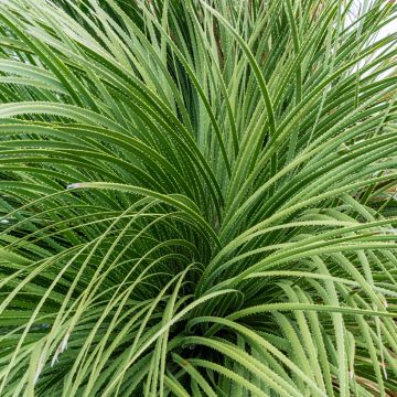 Dasylirion serratifolium - Sotol