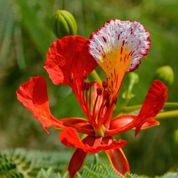 Delonix regia