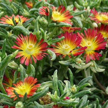 Delosperma Wheels of Wonder Fire - Ice Plant