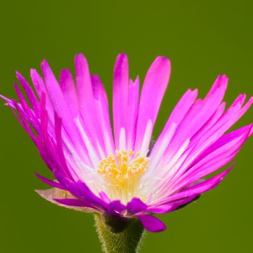 Delosperma sutherlandii