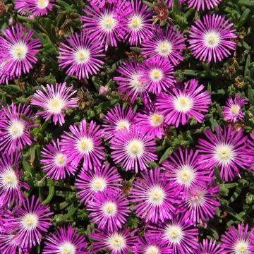 Graines de Pourpier de Cooper Stardust - Delosperma floribundum Stardust