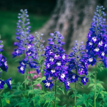 Delphinium Magic Fountains Dark Blue-White Bee - Larkspur