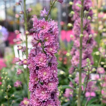 Delphinium Highlander Serie Flamenco - Pied d'Alouette vivace.