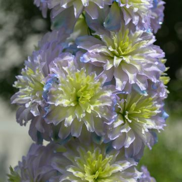 Delphinium Highlander Sweet Sensation - Larkspur