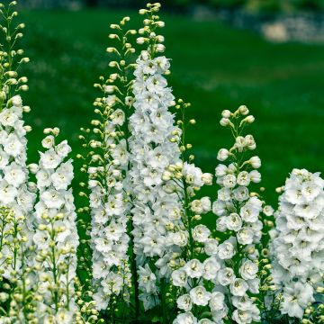 Delphinium Pacific Galahad