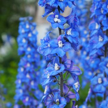 Delphinium Magic Fountains Sky Blue-White Bee - Larkspur