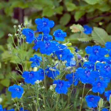 Delphinium grandiflorum Blauer Zwerg - Larkspur