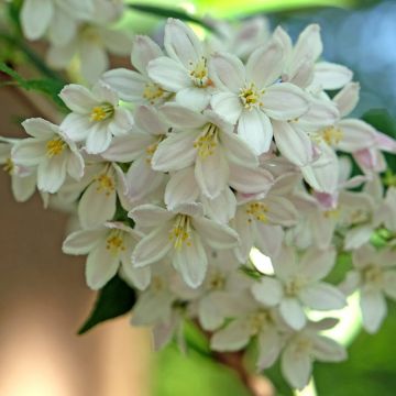 Deutzia x lemoinei 