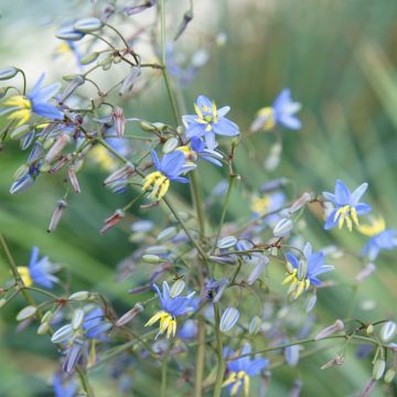 Dianella revoluta Coolvista