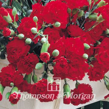 Florists Carnation Trailing Carnations Mixed Seeds - Dianthus caryophyllus
