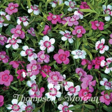 Maiden Pink Micro Chips Seeds - Dianthus deltoides