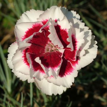 Dianthus allwoodii Alice