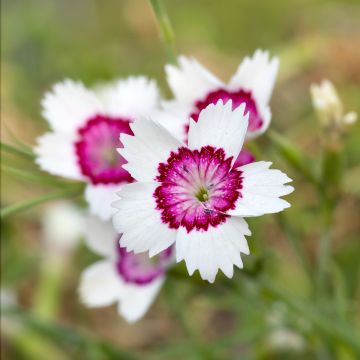 Dianthus deltoides Arctic Fire