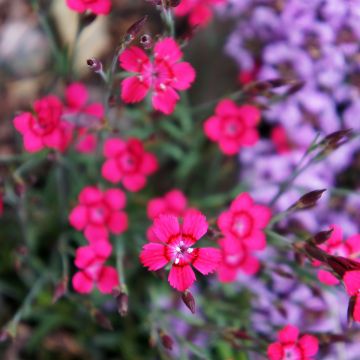 Dianthus deltoides Brilliant