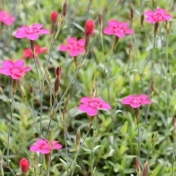 Dianthus deltoides - Oeillet à delta