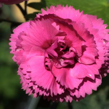 Dianthus plumarius Lily the Pink
