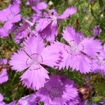 Dianthus amurensis Siberian Blues Dianthus amurensis Siberian Blues