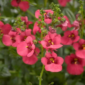 Diascia 'Genta Ruby' Plug Plants