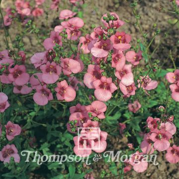 Diascia barberae Rose Queen Seeds - Twinspur