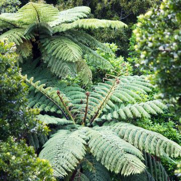 Dicksonia squarrosa - Tree Fern