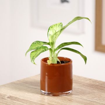 Dieffenbachia seguine Crocodile - Dumb cane