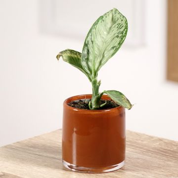 Dieffenbachia seguine Tropic Snow - Dumb canes