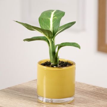 Dieffenbachia Sterling - Dumb cane