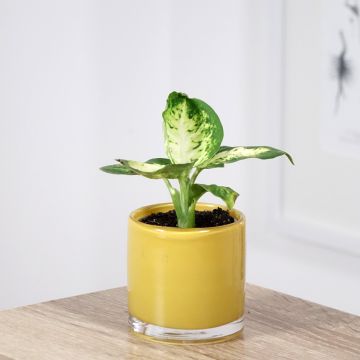 Dieffenbachia maculata Amy - Dumb cane