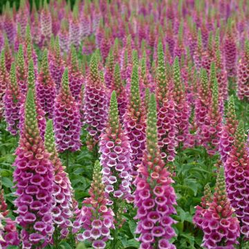 Digitalis Candy Mountain