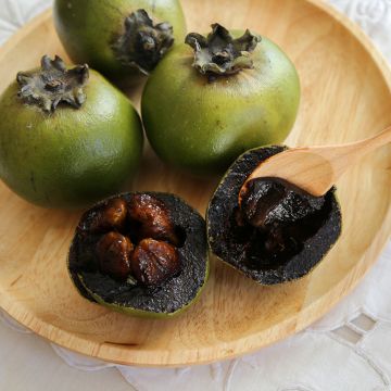 Diospyros digyna - Black sapote