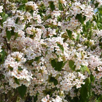 Dipelta floribunda