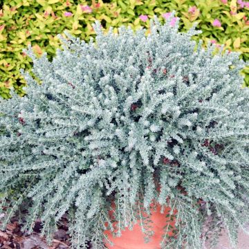 Dorycnium hirsutum Little Boy Blue - Canary Clover