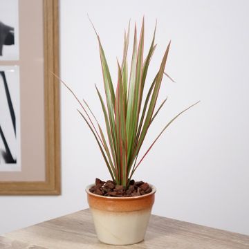 Dracaena reflexa var. angustifolia Bicolour - Dragon tree