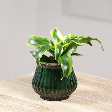 Dracaena fragrans Dragontree Tornado - Dragon tree