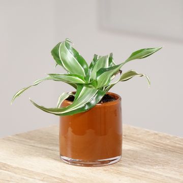 Dracaena fragrans Kanzi  - Corn plant