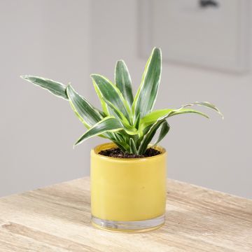 Dracaena fragrans Lemon Surprise - Dragon tree