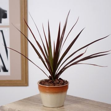 Dracaena reflexa var. angustifolia Magenta - Dragon tree