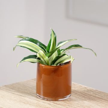 Dracaena fragrans Malaika - Corn plant