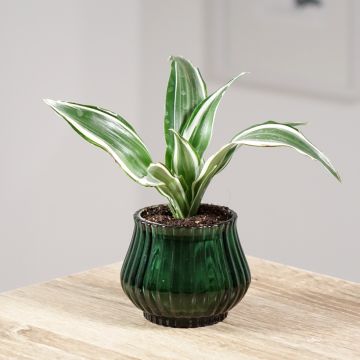 Dracaena fragrans White Jewel - Corn plant