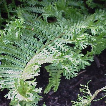 Dryopteris affinis Cristata - Scaly Male Fern