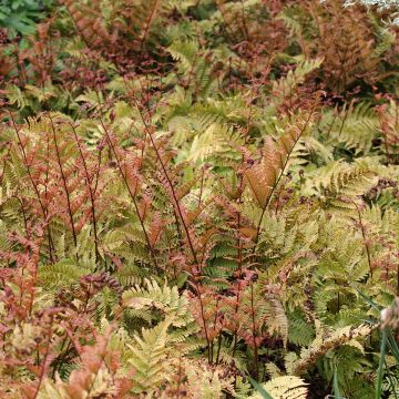 Fougère - Dryopteris erythrosora