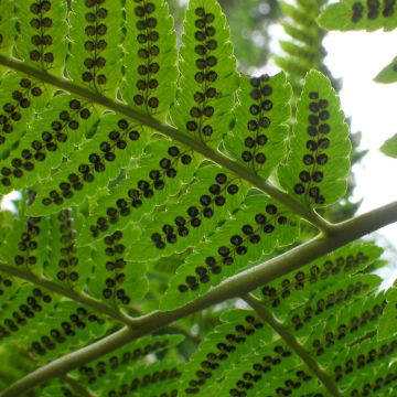 Dryopteris goldieana - Giant wood fern