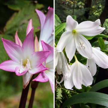 Duo of Amaryllis belladonna - Jersey Lily