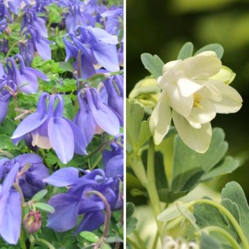 Duo of dwarf blue and white Columbines