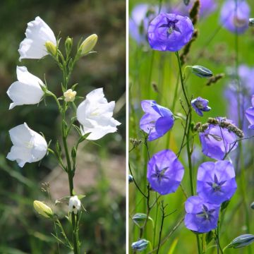 Duo of Peach-leaved bellflower in blue and white