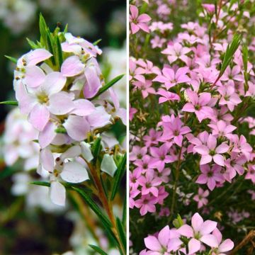 Duo of Diosma - Diosma hirsuta Pink Fountain and Pink Diamond