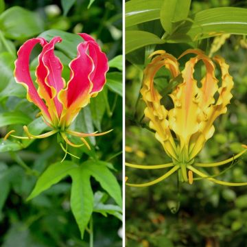 Duo of Gloriosa superba - Glory lily