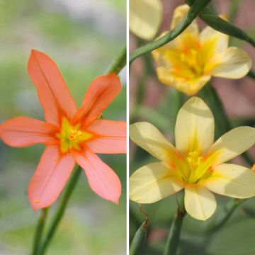 Duo of Homerias - Cape Tulips