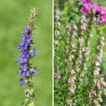 Blue and Pink Hyssop